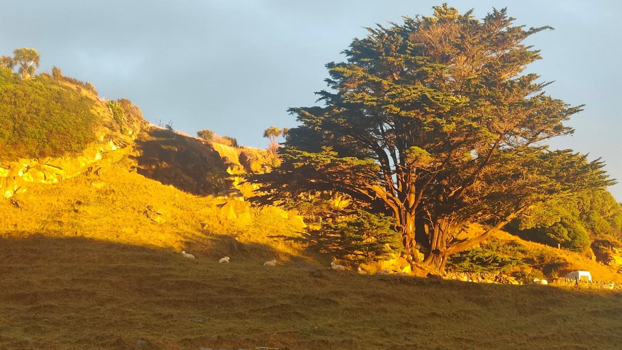 דירות Sandymount Pukemara Retreat מראה חיצוני תמונה